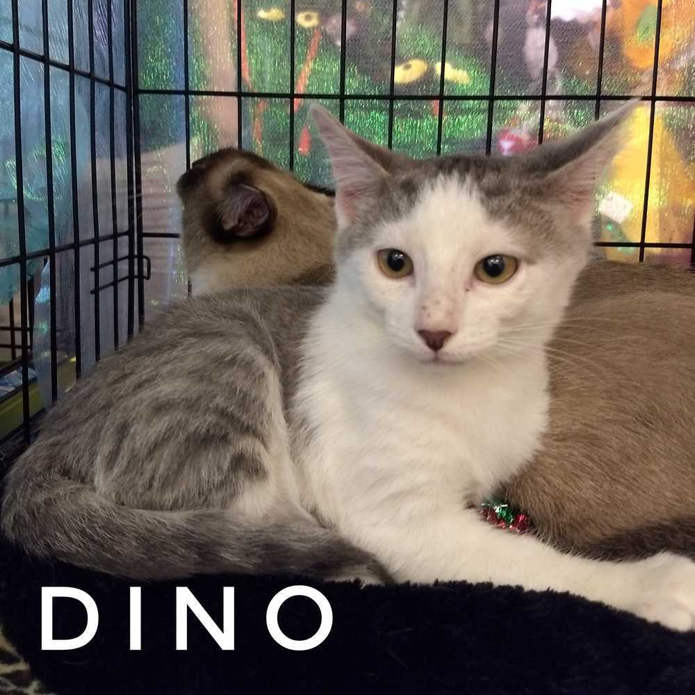 Dino Tres 2934