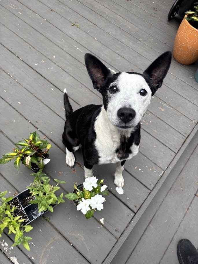 Chloe