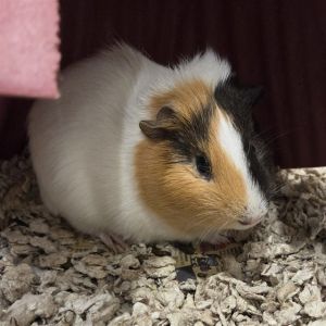 CHOBANI GREEK YOGURT, Young Male Guinea Pig