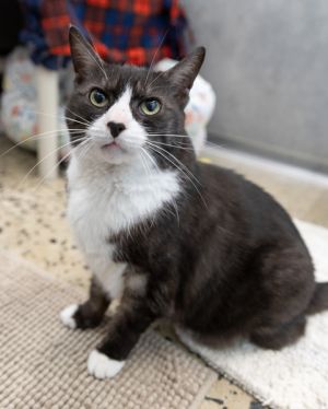 JOSIE, Senior Female Domestic Short Hair