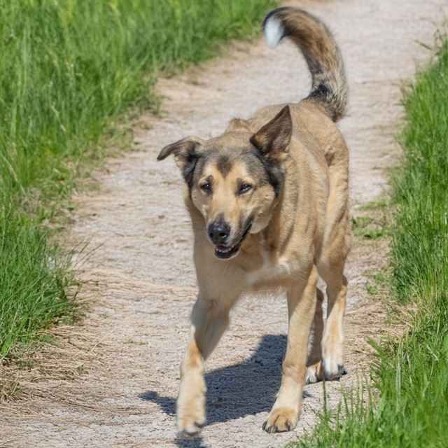 KOTA