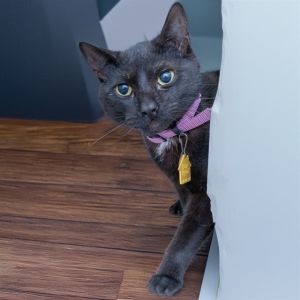 SPADE, Young Male Domestic Short Hair
