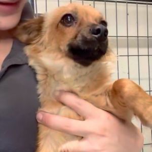 FRANNIE (fantasy), Adult Female Chihuahua