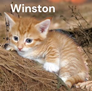 Winston, Baby Male Tabby