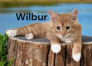 Wilbur, Baby Male Tabby