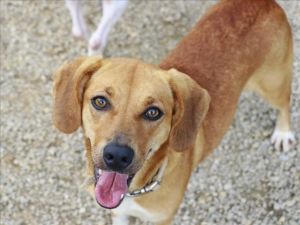 JUNE, Adult Female Beagle