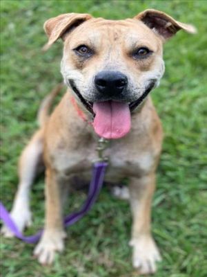 LIFA, Adult Female Catahoula Leopard Dog