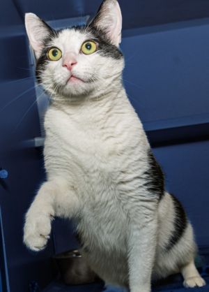 BEANS, Young Male Domestic Short Hair
