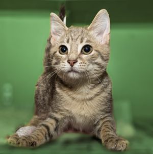 PINTO, Baby Female Domestic Short Hair