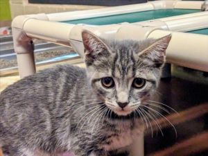 LIL WHEEZY, Baby Male Domestic Short Hair