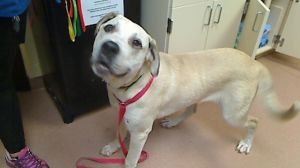 STEVIE, Young Female Labrador Retriever
