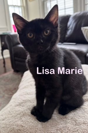 Lisa Marie Kitten, Baby Female Domestic Short Hair