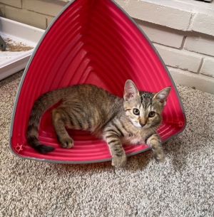 Tiggy, Young Female Domestic Short Hair