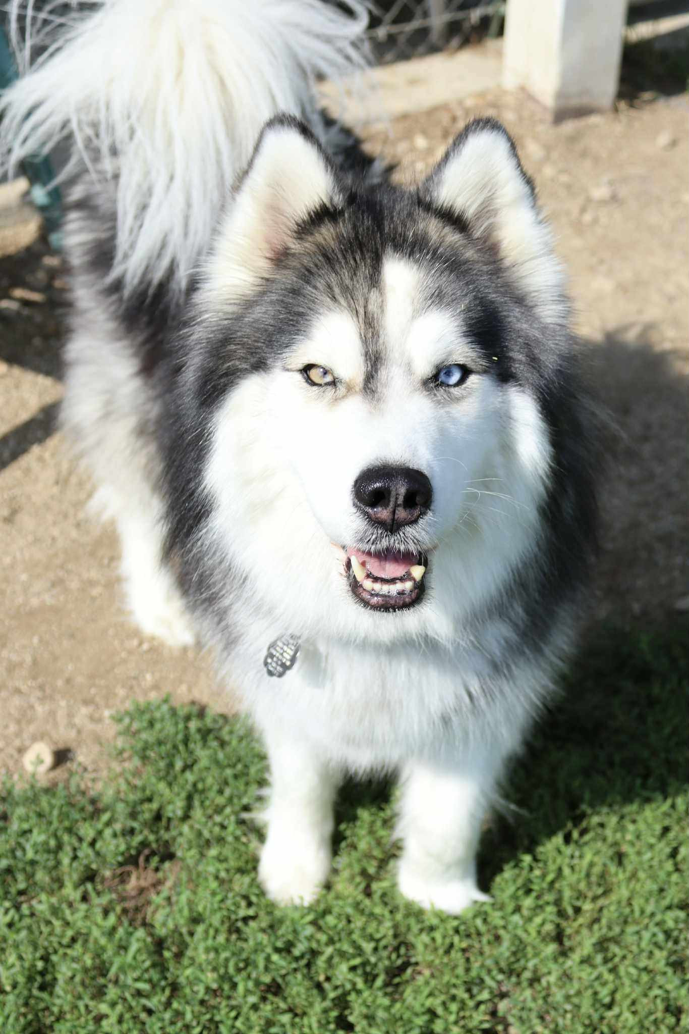 Willow (adoption pending)