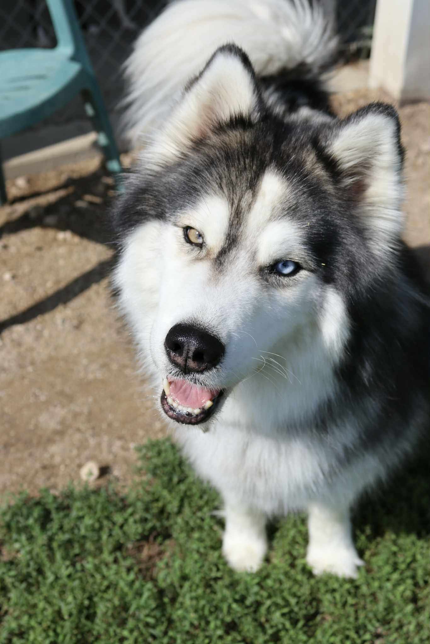 Willow