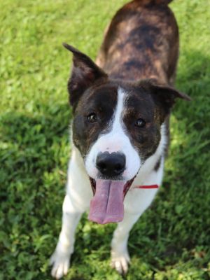 Lex, Adult Male Shepherd