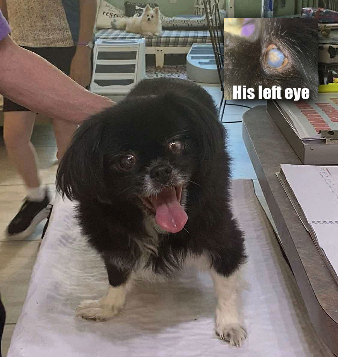 Nutty Buddy (NOT YET AVAILABLE), an adoptable Pekingese in Benton, LA, 71006 | Photo Image 1