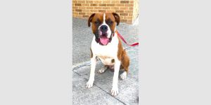 Simba II, Adult Male Boxer