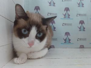 SILKY, Young Female Domestic Short Hair