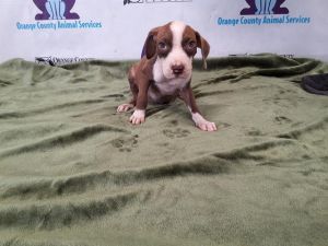A575029, Baby Female Treeing Walker Coonhound