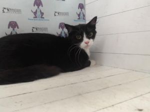 MITTENS, Young Female Domestic Medium Hair