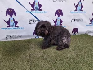 TYSON, Adult Male Shih Tzu