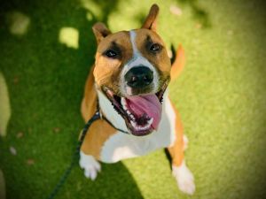 BODHI, Young Male American Bulldog