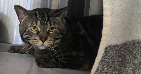 Pet Image