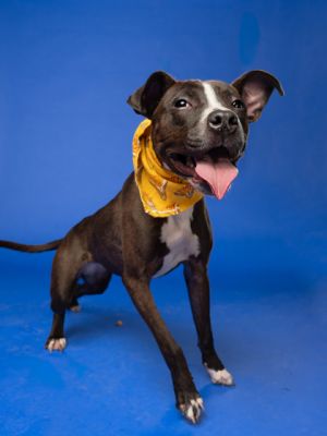 Socks Mixed Breed Dog