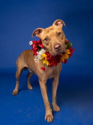 Tavo Pit Bull Terrier Dog