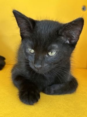 Luna, Baby Female Domestic Short Hair