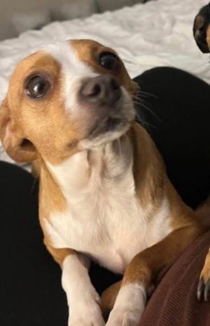 Clover Mae - bonded with Cricket Ann Chihuahua Dog