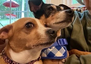Cricket Ann - bonded with Clover Mae Chihuahua Dog
