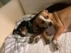 Cricket Ann - bonded with Clover Mae photo 3