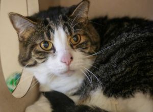 Spaz, Young Male Domestic Short Hair