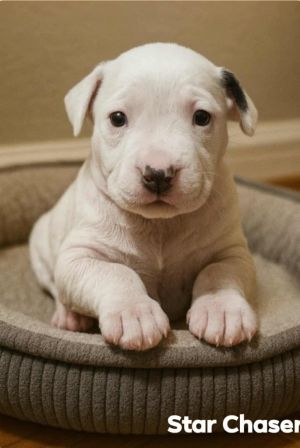Star Chaser, Baby Male Labrador Retriever