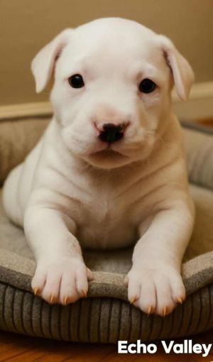 Echo Valley, Baby Female Labrador Retriever