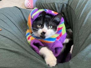 Harlequin Domestic Short Hair Cat