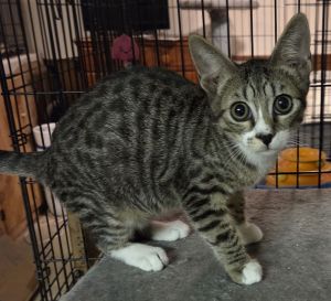 Jasper, Young Male Domestic Short Hair