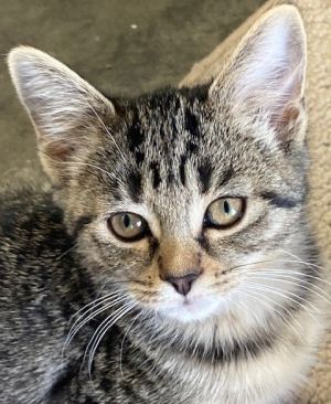 Sweet Tart, Baby Female Tabby