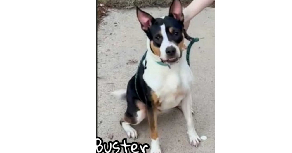 Buster (CP)