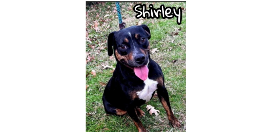 Shirley (CP)