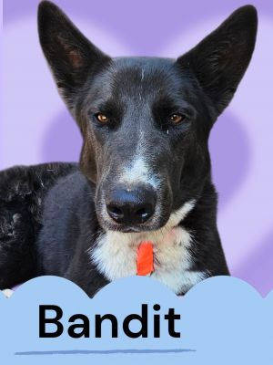 Bandit