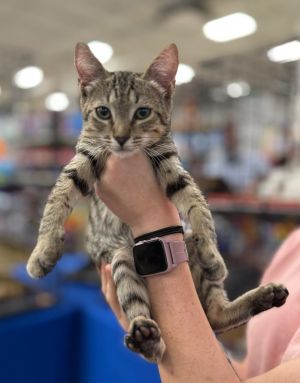 Kobe (Dribble) Domestic Short Hair Cat