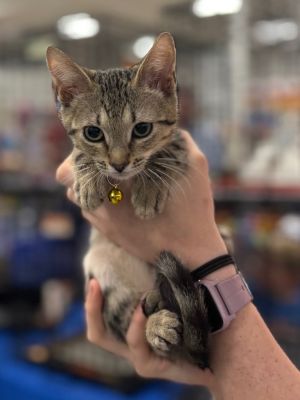 Primrose (squirt) Domestic Short Hair Cat
