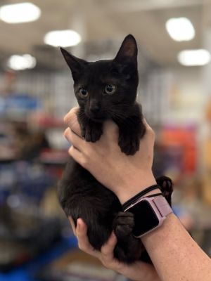 Rio (Streak) Domestic Short Hair Cat