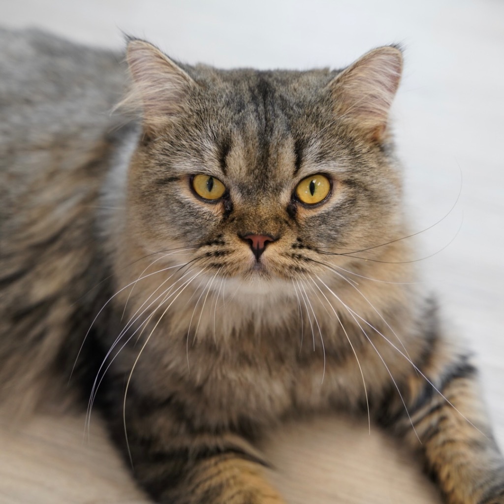 Butternut Squash, an adoptable Persian in Sandy, UT, 84070 | Photo Image 1