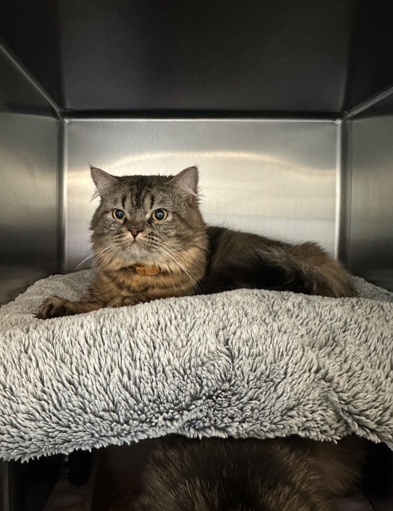 Butternut Squash, an adoptable Persian in Sandy, UT, 84070 | Photo Image 2