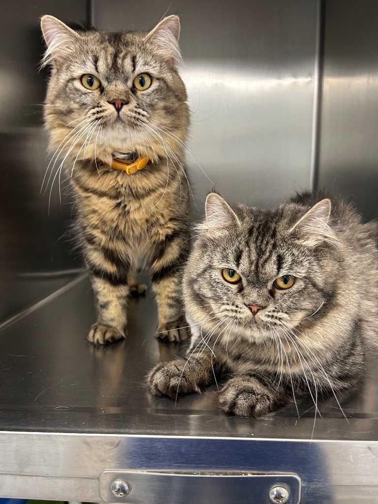 Butternut Squash, an adoptable Persian in Sandy, UT, 84070 | Photo Image 3