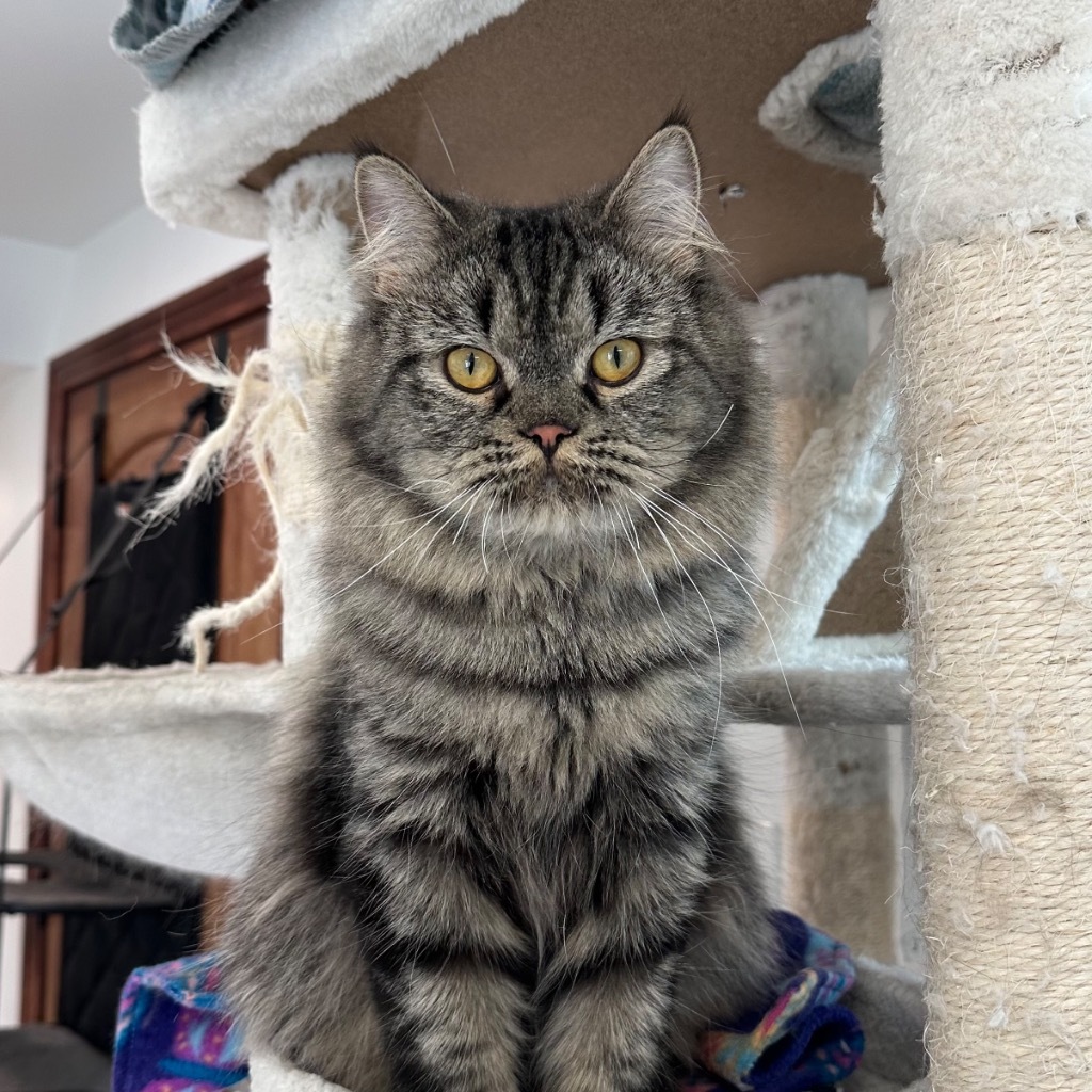 Zucchini, an adoptable Persian in Sandy, UT, 84070 | Photo Image 1